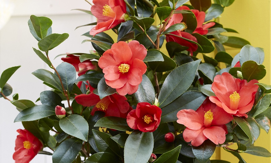 Image 3: Hardy Camelia Collection