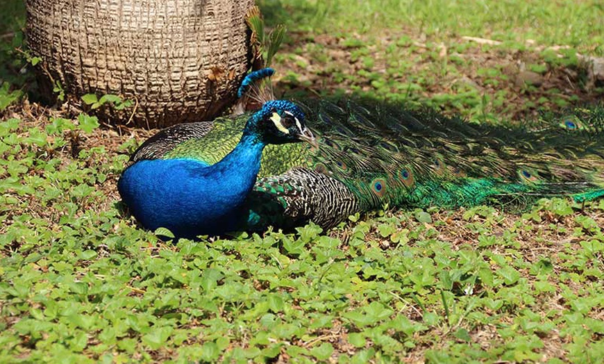 Image 10: ¡Día de naturaleza! Entrada al jardín histórico y botánico Parc Samà