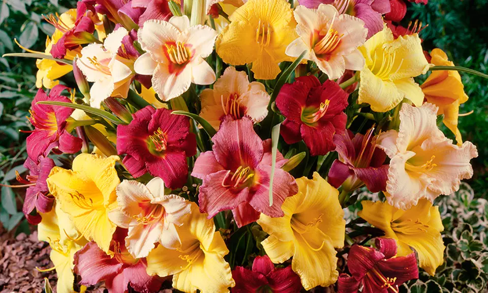 Pre-Order: Reblooming Purple de Oro Daylily or Mixed Daylily Bulbs - Second Medium