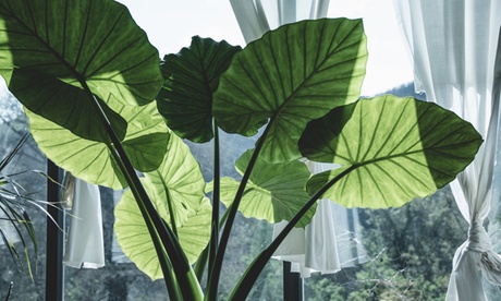 Set di 2 piante di Alocasia disponibile in 2 varietà