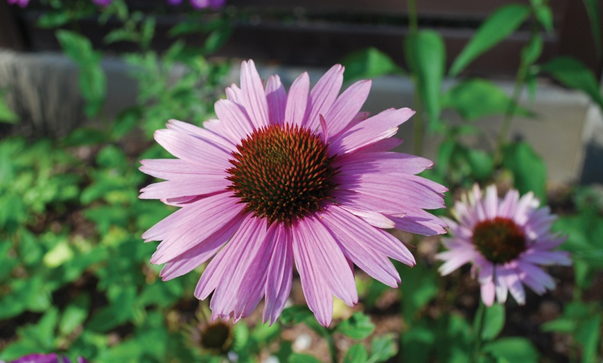 Image 3: 40 or 80 Everlasting Perennials