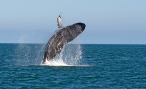 Whale Watching Cruise at All Sea Charters