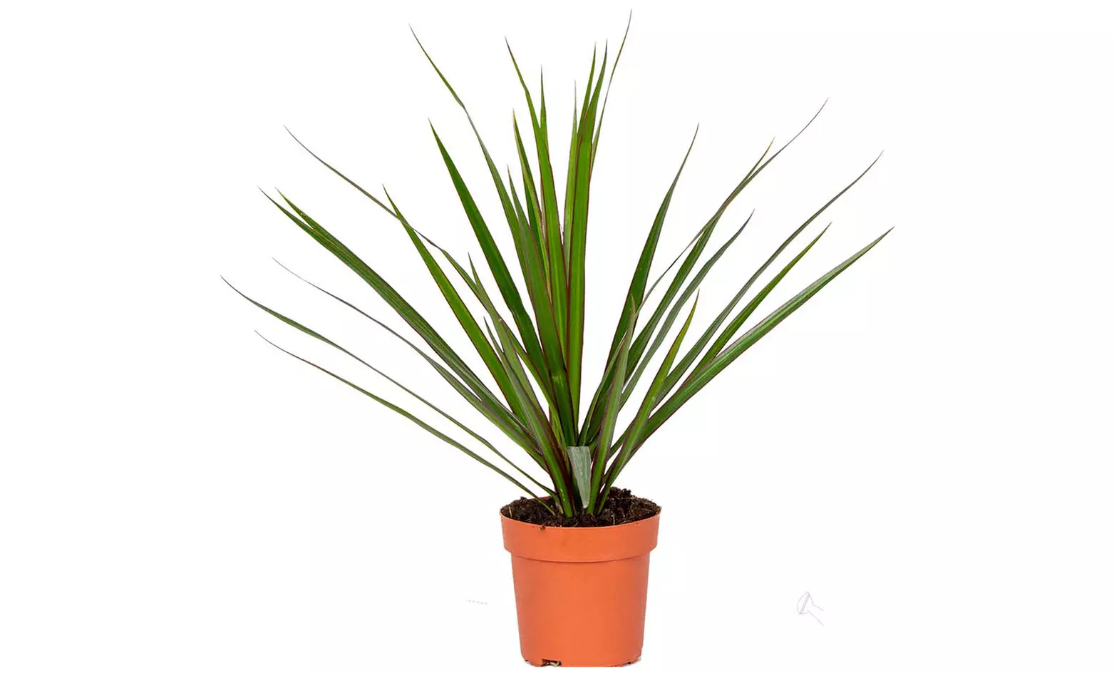 Set van 4 luchtzuiverende planten