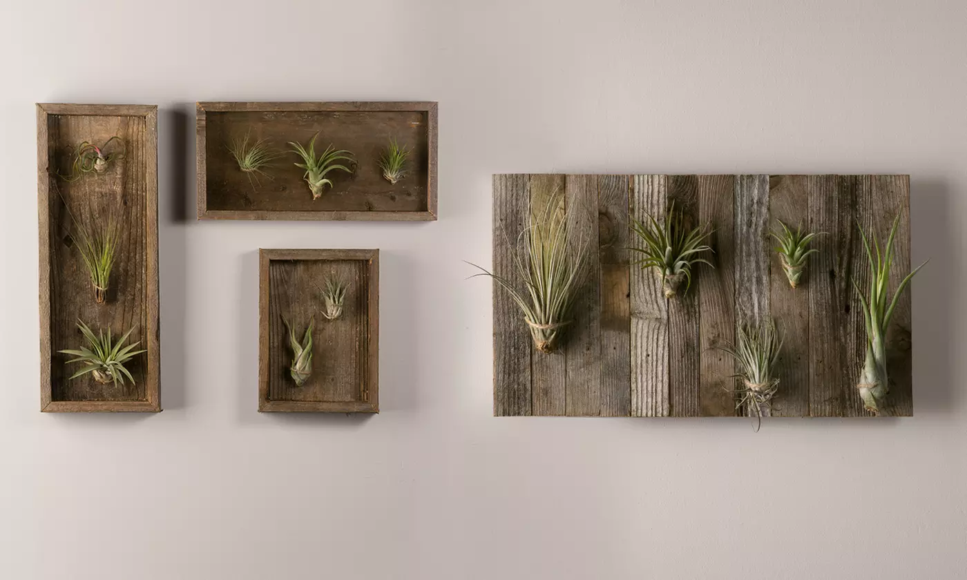 Reclaimed Air Plant Wall Collection - Primary Image
