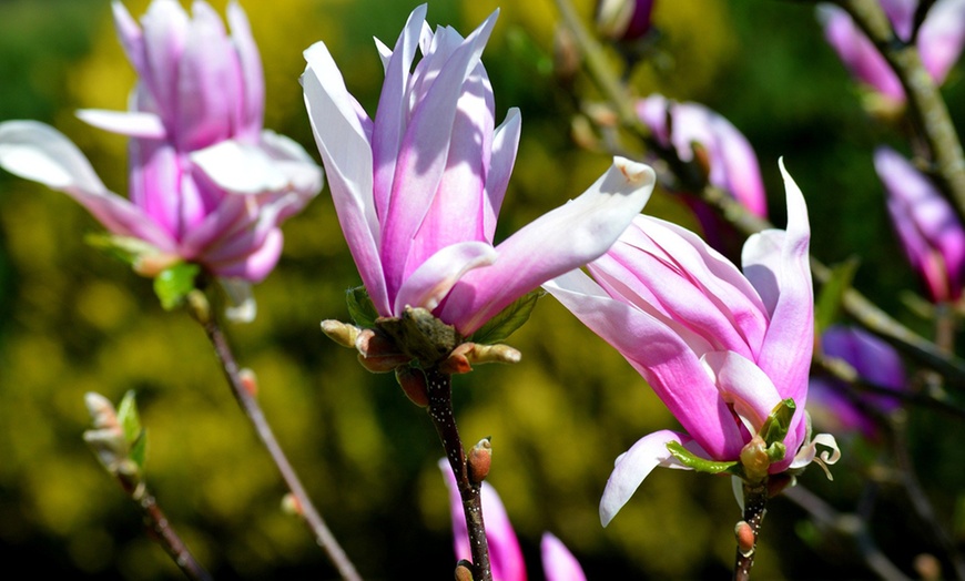 Image 3: Lot de 3 ou 6 plants de magnolia