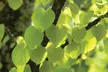 One, Two or Three Colour-Changing Katsura Trees - Image 6