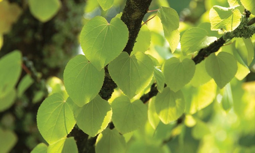 Image 6: Colour-Changing Katsura Trees 