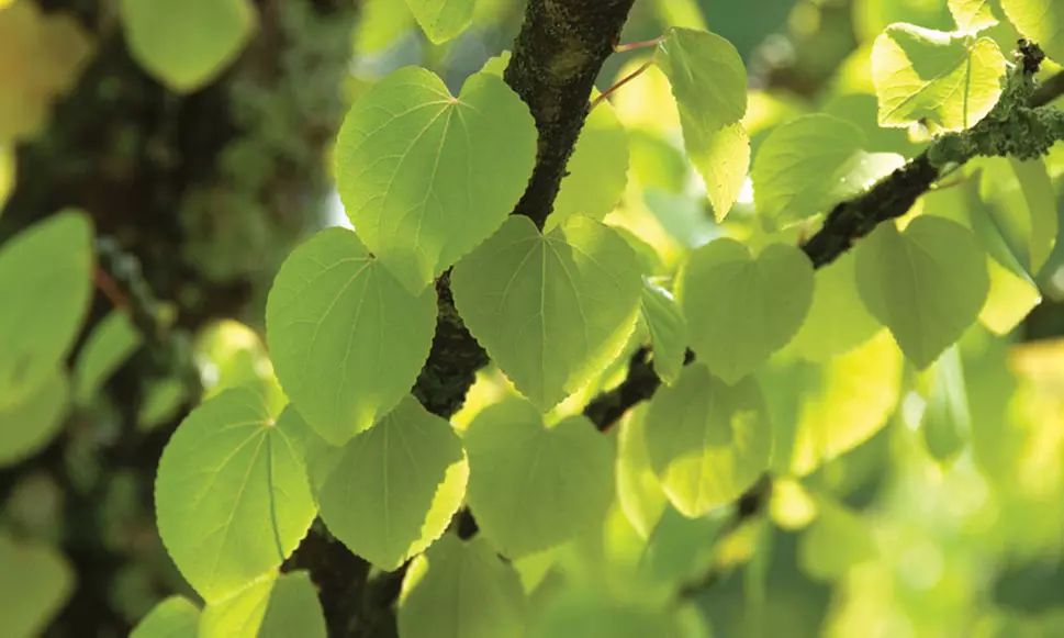 Colour-Changing Katsura Trees
