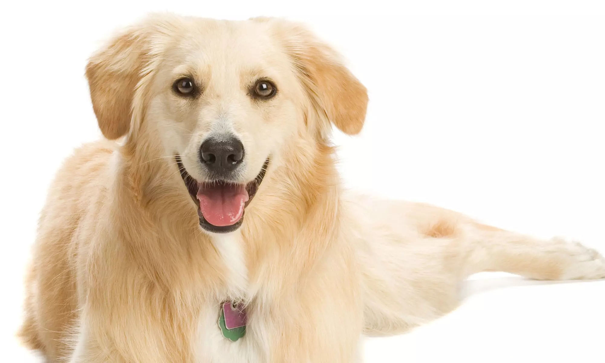 One Month of Pet Waste Removal Service with One or Two Weekly Visits from Super Doodies (50% Off) - Primary Image