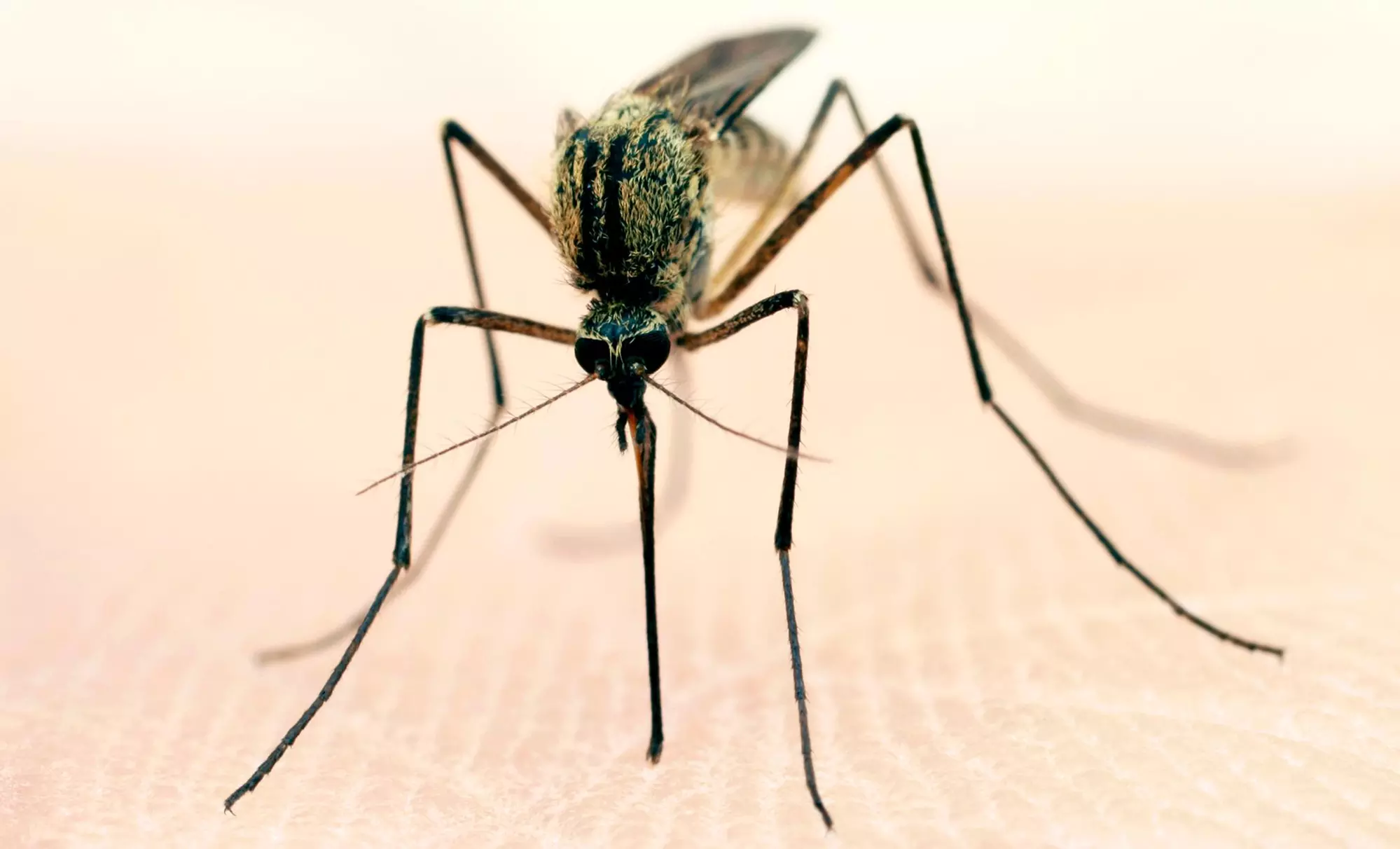 $35 for $75 Worth of Services — Aruza Pest Control - Primary Image