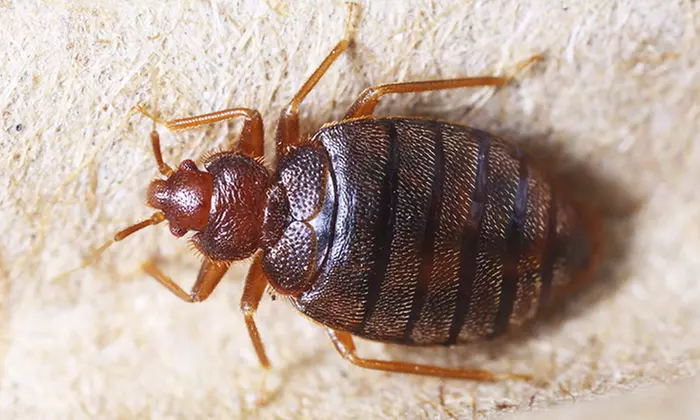 Bed-Bug Building Inspection of 1–10 Bedrooms from How Clean It Is (Up to 53% Off) - Primary Image
