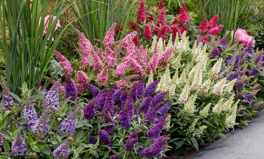 Image 1: Buddleja Little