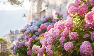 Set of 3 or 6 XL Hydrangea 