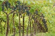 1-Night Stay at Jack London Lodge in Sonoma Valley, CA. Combine Up to 2 Nights.  - Second Medium