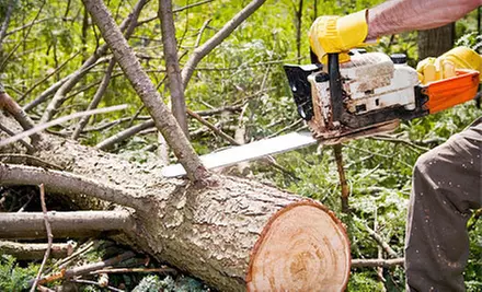 $69 for $200 worth of Tree Trimming, Tree Removal, or Stump Grinding from Stumped - Primary Image