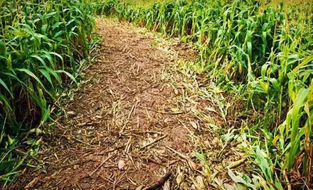 Corn Maze and Hay Ride for Two, Four, or Six with Complimentary Pumpkin at Odom Farming Co, Inc (Up to 58% Off) - Primary Image