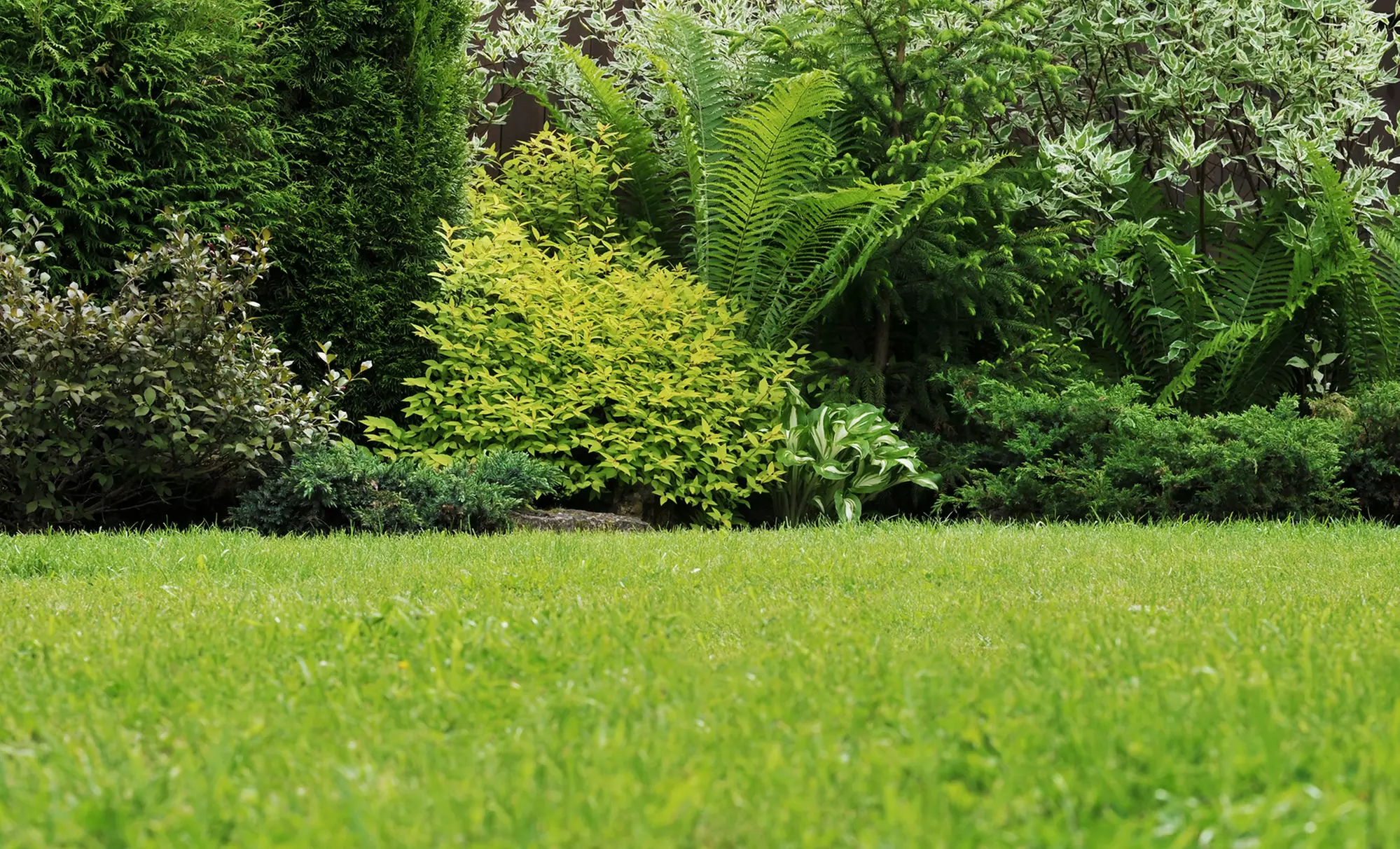 Two or Four Weeks of Premium Lawn Service from Clean Cut Landscapes (50% Off) - Primary Image