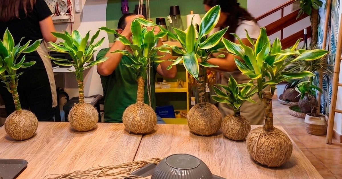 Taller de kokedamas colgantes en Tenerife