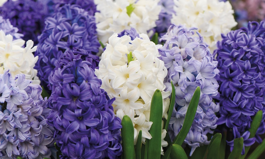 Image 1: 8, 16 or 32 Hyacinth 'Rhapsody in Blue' Hardy Bulbs