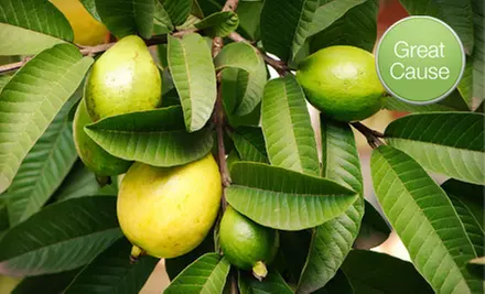 $10 Donation to Help Buy Soil for Community Garden - Primary Image