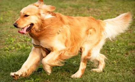 $89 for Six-Week Group Training Class for Dogs at AnimalSense ($195 Value) - Primary Image