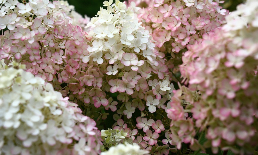 Image 6: Hydrangea Potted Plants - 1, 2 or 3 Potted Plants