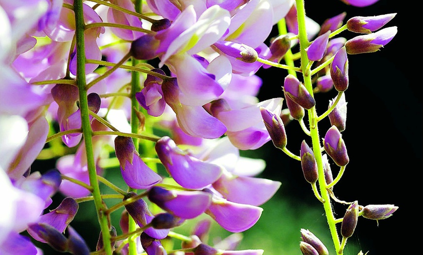 Image 3: Two Lavender Lace Wisteria Plants