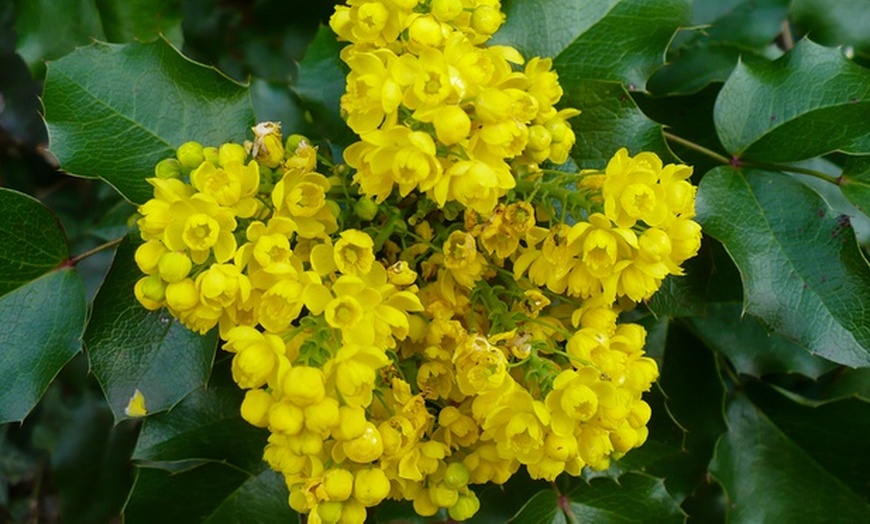 Image 5: Hardy Evergreen Shrub Collection