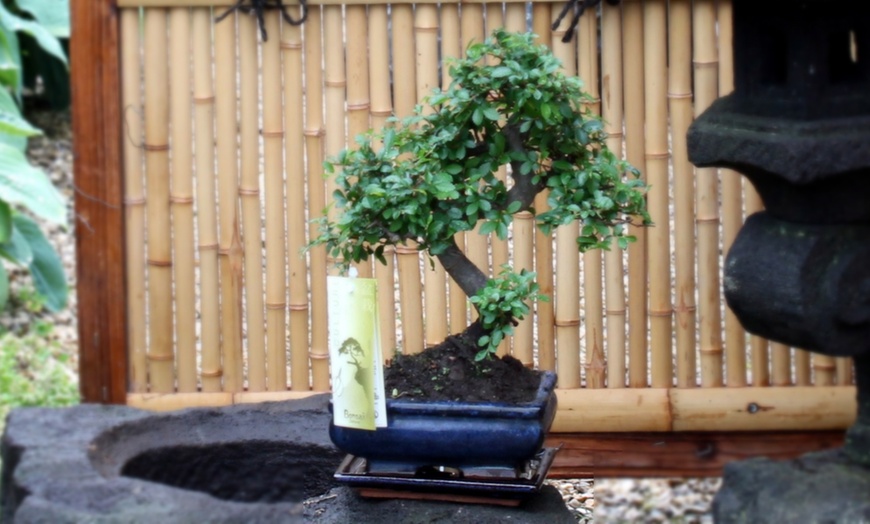 Image 1: Twee of vier Bonsai boompjes