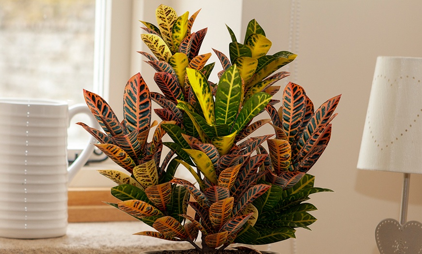 Image 4: 3 or 6 Exotic Houseplants