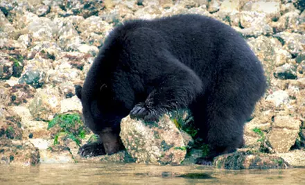 Bear-Watching Tour for One, Two, or Four from Ocean Outfitters in Tofino (Up to 55% Off) - Primary Image