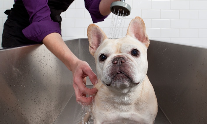 small dog bath