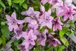 3er-Set Waldreben (Clematis) - Second Medium
