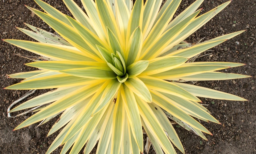 Image 2: Yuccas gloriosa ''Bright Star'' 