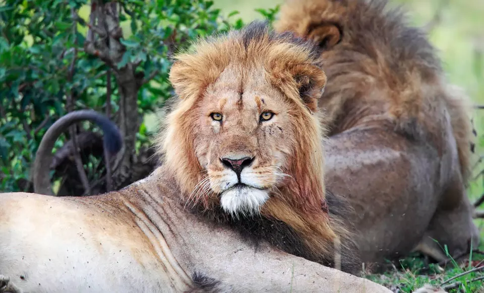 10-Day Kenya Safari and Beach Vacation with Airfare from Odyssey Safaris - Primary Image