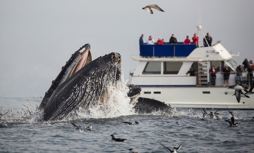 Image 1: Freedom Premium 3/4 Day Whale Watch Cruise for Adults or Kids Ticket