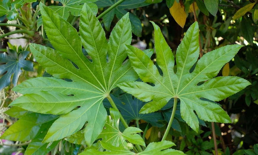 Image 4: Evergreen Fatsia Shrub - 1, 2 or 3 Potted Plants
