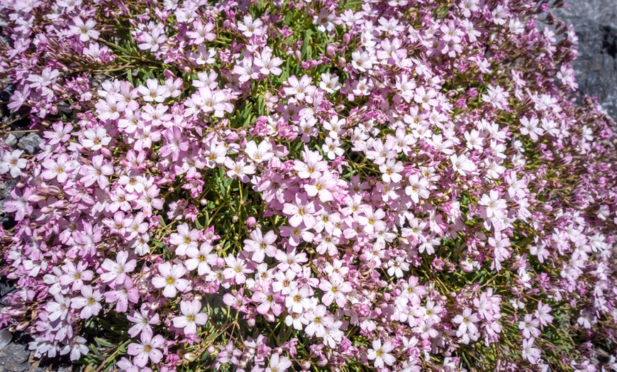 Image 1: Gypsophila Rosea Three or Six Plants