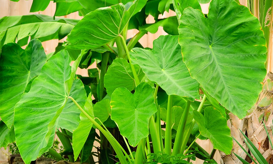 Full grown elephant ear plant Idea