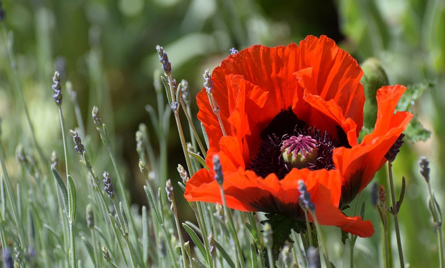 Image 2: Poppy Oriental Collection - 4 or 8 Plants