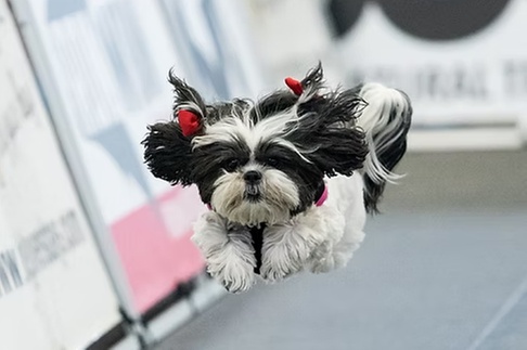 See Dog Shows, Reptile Exhibits, and Shop 100+ Pet Vendors!