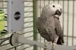 K&H Warming Perches and Heaters for Exotic Birds. Eight Options from $29.99–$39.99. Free Returns. - Second Medium