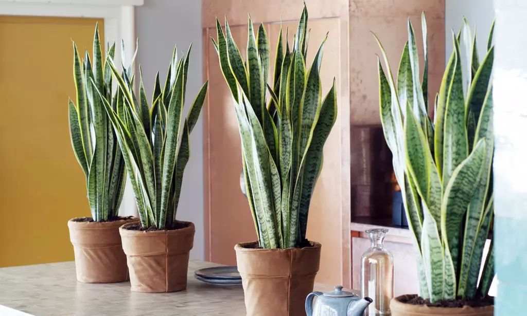 2 ou 4 plantes Sansevieria, livraison offerte - Primary Image