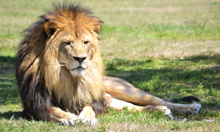 groupon for lion country safari