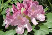 Set van 3 'Rhododendron' planten voor in de tuin in kleur naar keuze - Second Medium