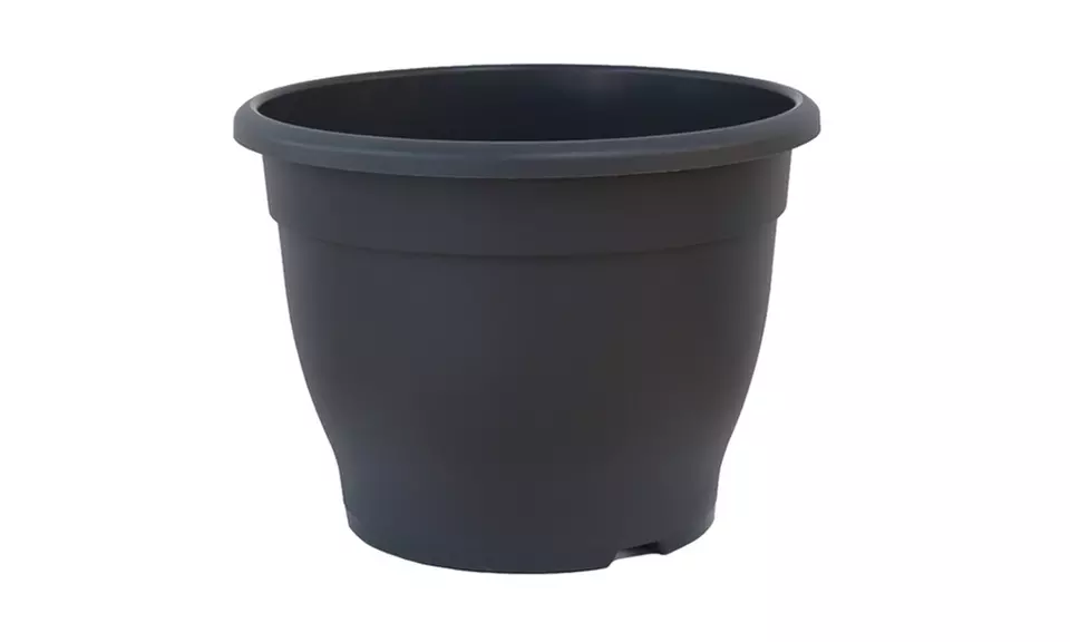 Mediterranean Fruit Collection - Lemon, Calamondin, Lime and Fig