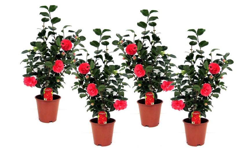 Image 5: Set of 2 XXL Japanese Rose Bushes