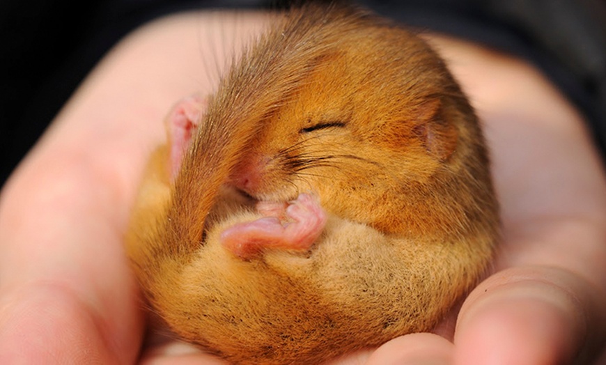 Image 6: Staffordshire Wildlife Trust Membership