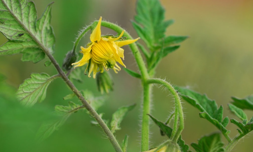 Image 3: Five Tomato Gigantomo Plants 