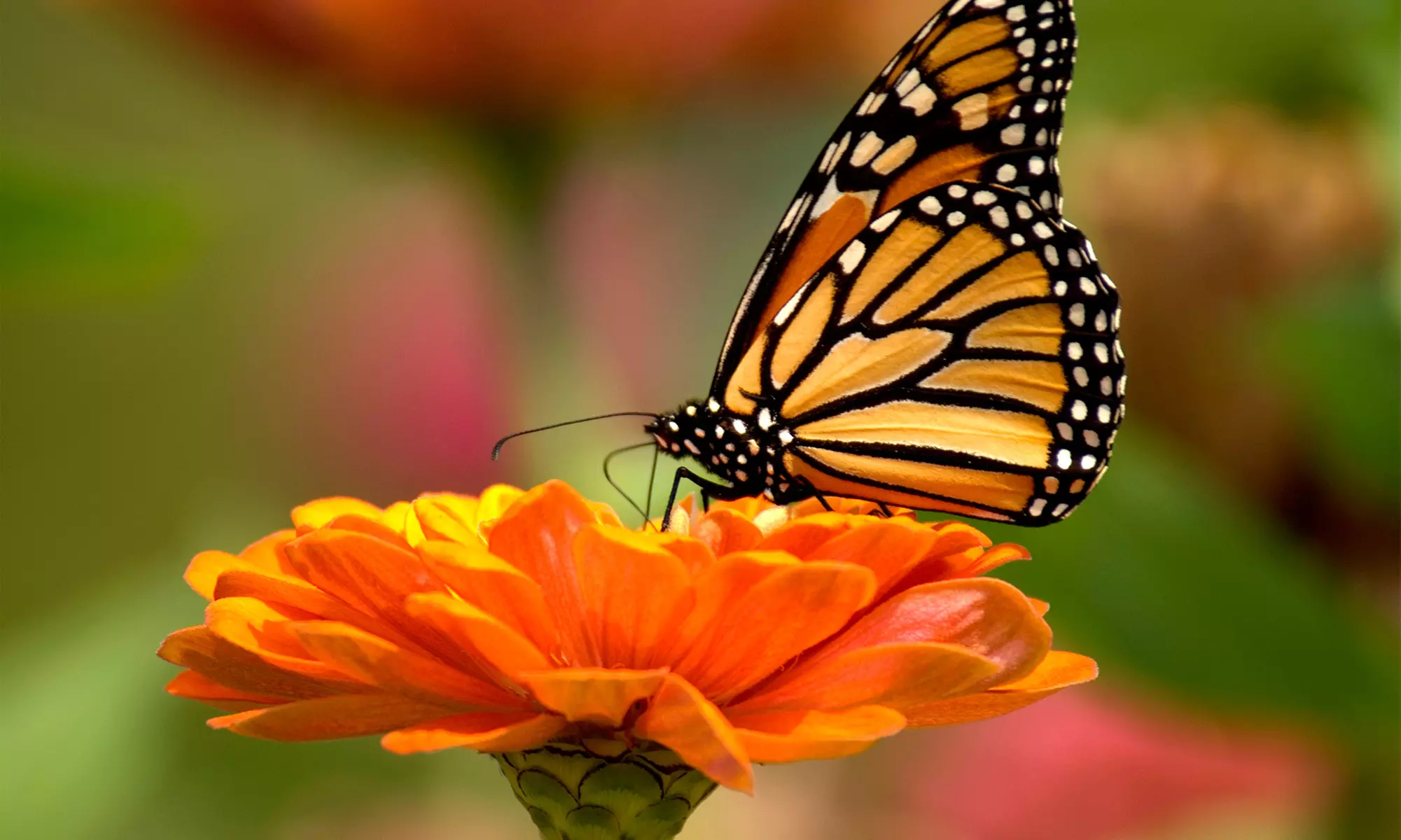 Butterfly-Sanctuary Visit for 2 or 4 or Birthday Party for Up to 10 at The Butterfly Charities (Up to 53%Off) - Primary Image